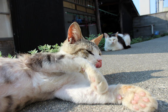 我が家のニャンコ♪2014/04/27-2