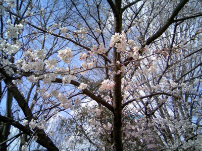 桜２２０１２.JPG