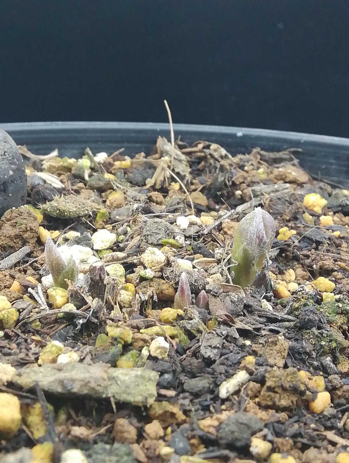 芽が動き始めてきた。 | ムシトリ観察 - 楽天ブログ 芽が動き始めてきた。 | ムシトリ観察 - 楽天ブログ