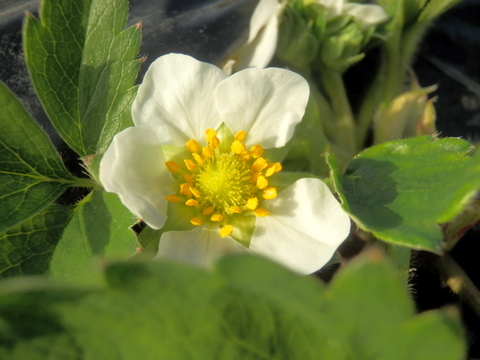 イチゴの花