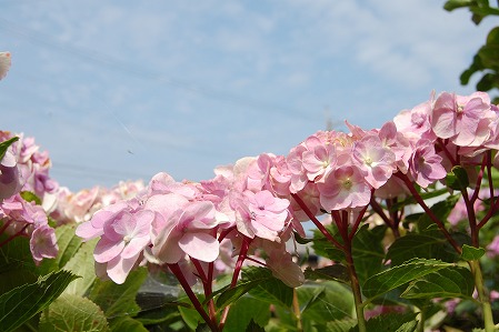 s-DSC_0392.jpg