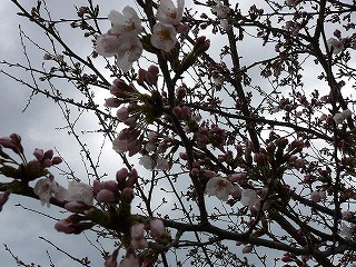 P1270730ss.jpg