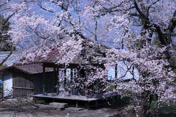 柴内の「ひょうたん桜」-2♪