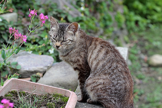 我が家のニャンコ♪2015/5/20-3
