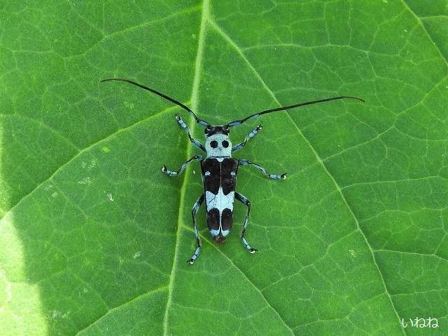 ラミーカミキリ 中国から輸入のラミーについて来た外来種です いねねの趣味三昧 昆虫 野鳥 古寺巡り 読書 木工 語学など 楽天ブログ ラミーカミキリ 中国から輸入のラミーについて来た外来種です いねねの趣味三昧 昆虫 野鳥 古寺巡り 読書 木工 語学など 楽天ブログ