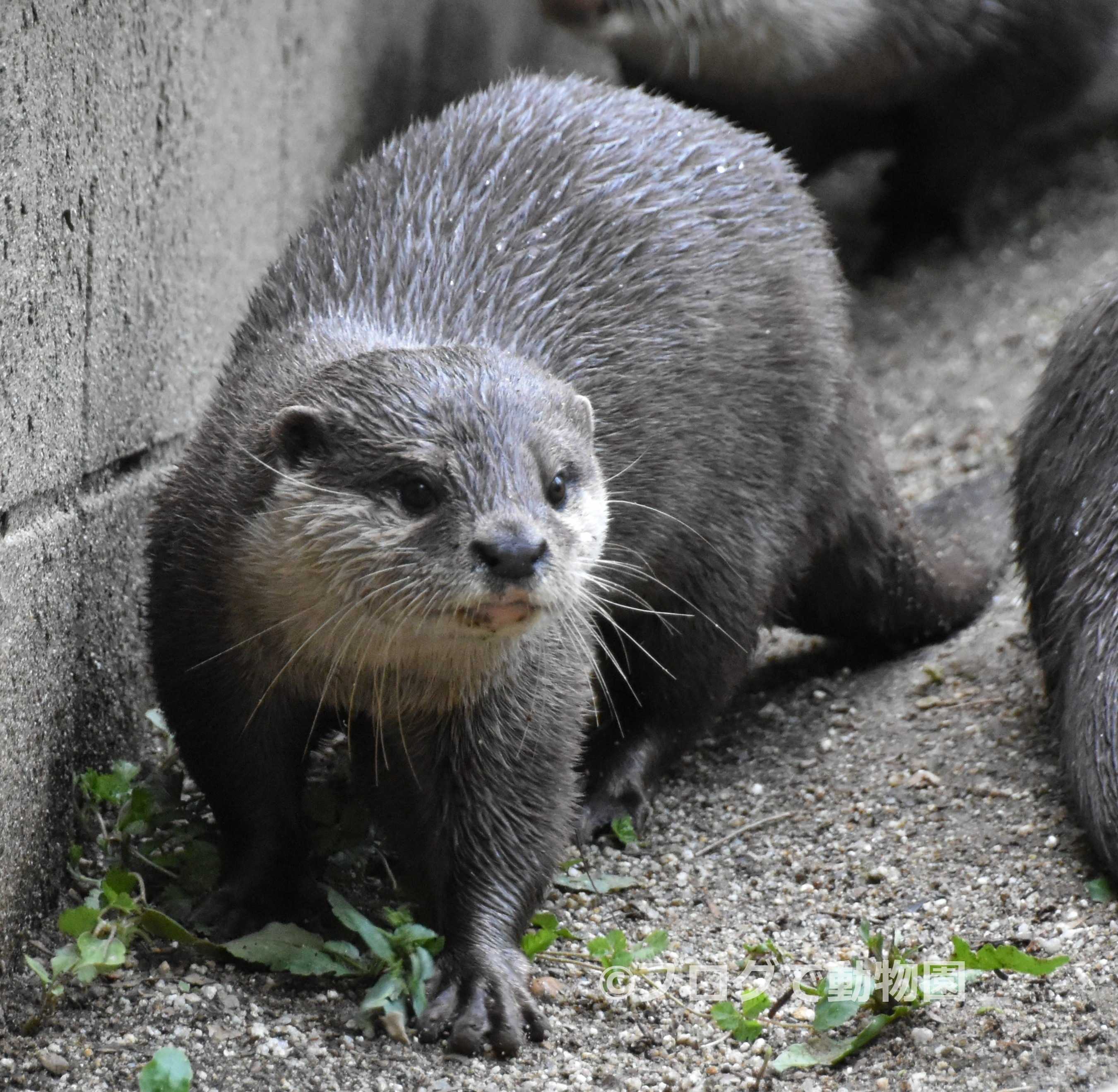 コツメカワウソ ブログで動物園 楽天ブログ