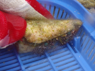 沖縄磯採集2014年9月中旬27　アオボシヤドカリ（Dardanus guttatus）