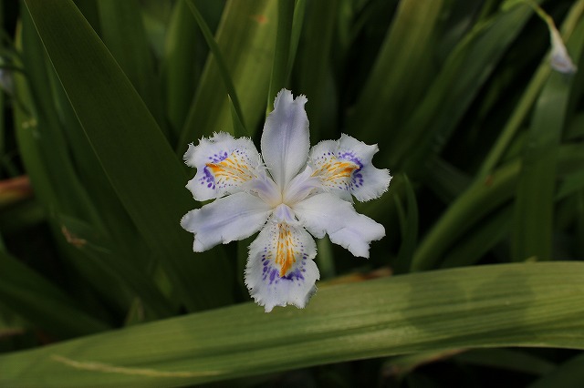 シャガの花