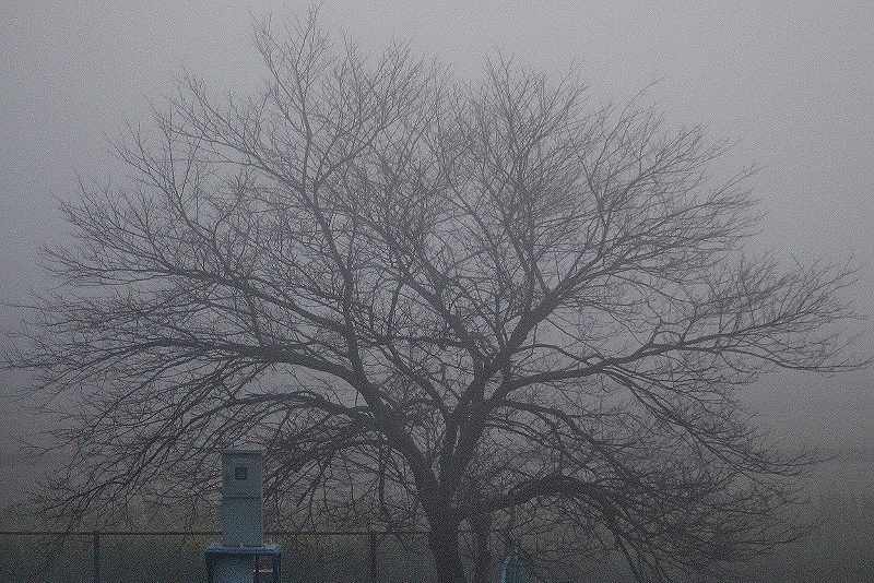 IMG_4908 (800x534) (800x534).jpg