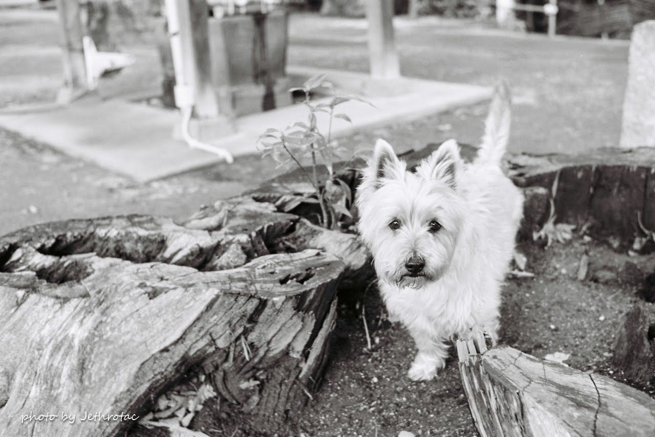 ナチュラルネイビー NEOPAN100 ACROS 100フィート長巻缶 2個セット