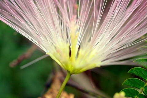 花の基部