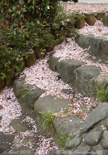 20160409_1710CherryBlossom_08