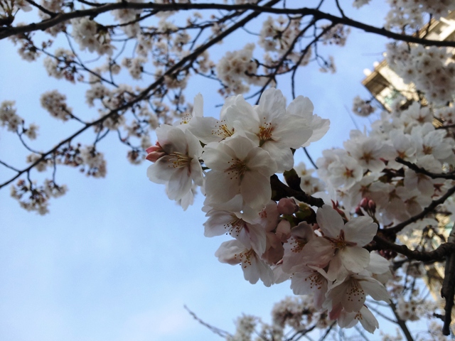 20140402 sakura at eunpyeong newtown 3.jpg