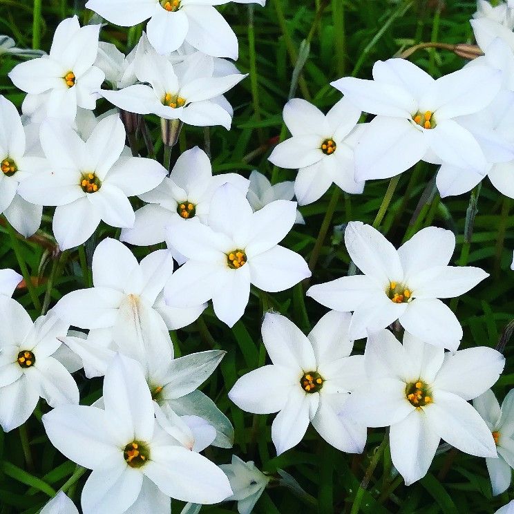花ニラ満開 ベツレヘムの星 香り ハーブ アールグレイ 楽天ブログ