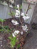 DSC 0556.JPG