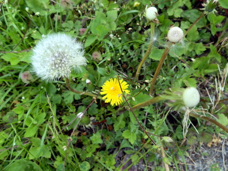 十種ケ峰の花-22.jpg