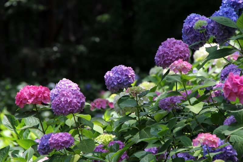 長居植物園_16-2.jpg