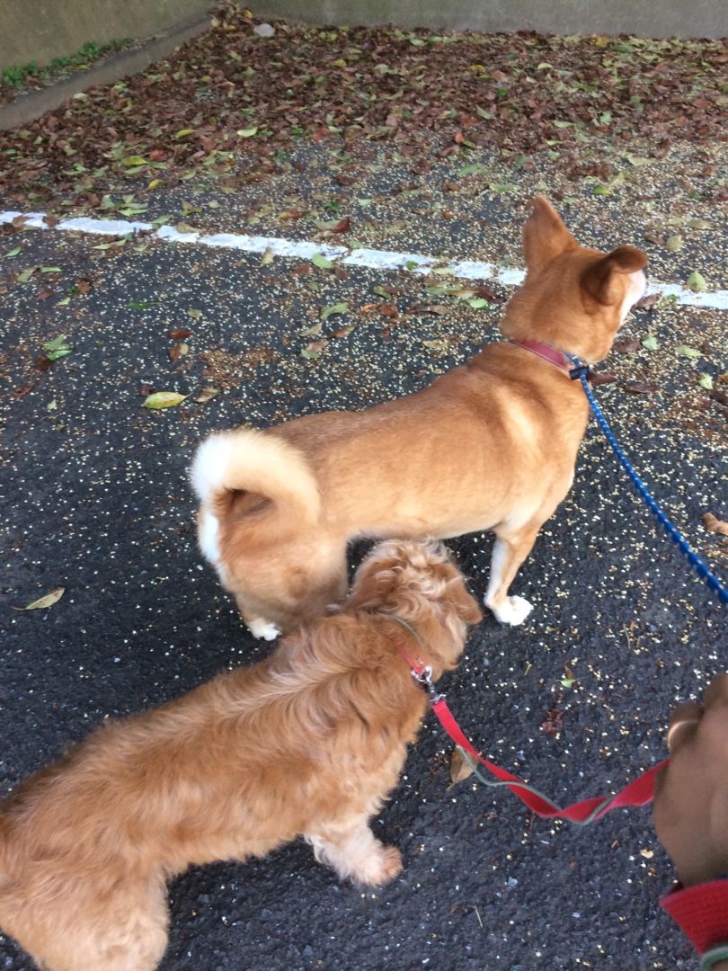 おじさん2匹 古い平屋に犬 猫 と住む 楽天ブログ