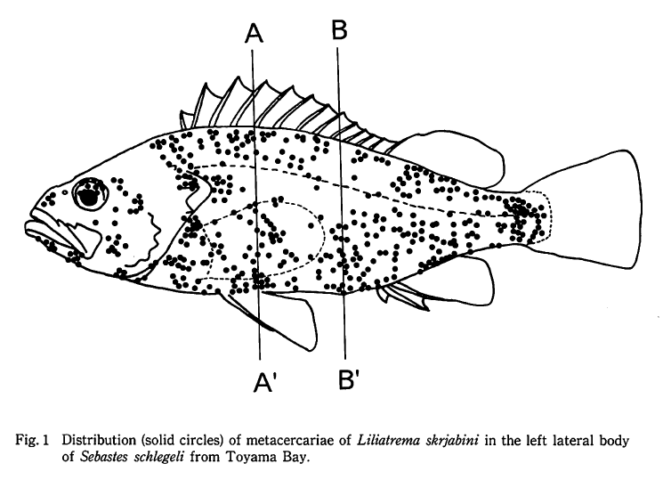 0以上 魚 黒い寄生虫 魚 黒い寄生虫