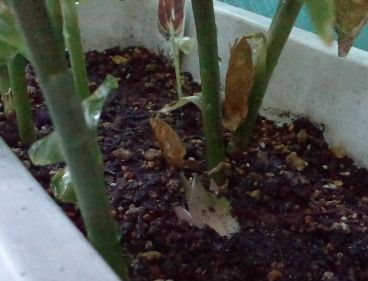 8.3みょうが発見01.jpg