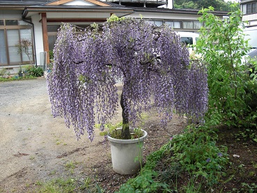 CIMG2575藤002.jpg