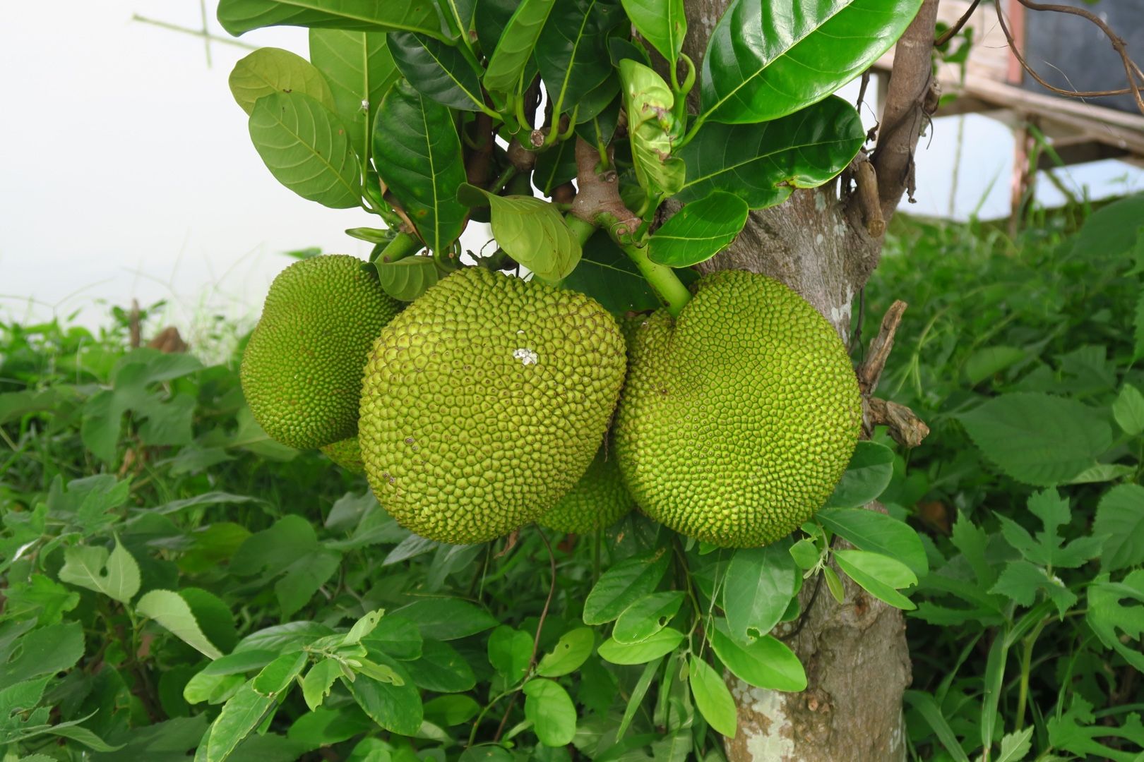巨大フルーツなる木 なんじゃこれ中国 楽天ブログ