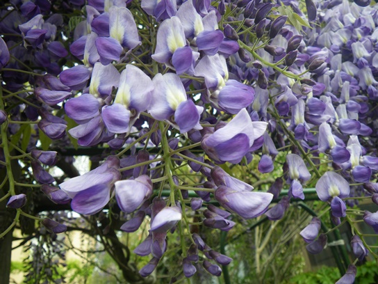 藤の花
