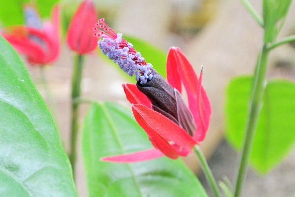 パボニアインテルメディア