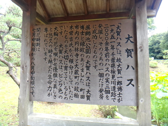 薬師池公園