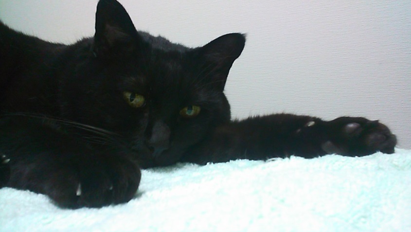 20160712みーこ12-4-2