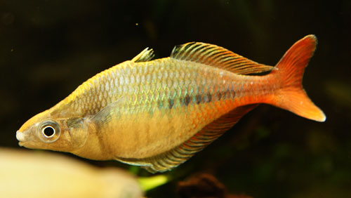 フィンスプレッティング時ｂ