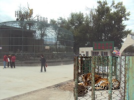 延吉動物園とシベリアタイガー.JPG