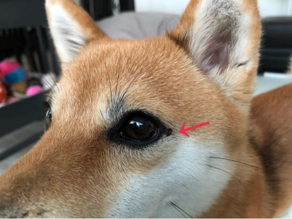 はなのアイライン 豆柴まるはなの花マル日和 楽天ブログ