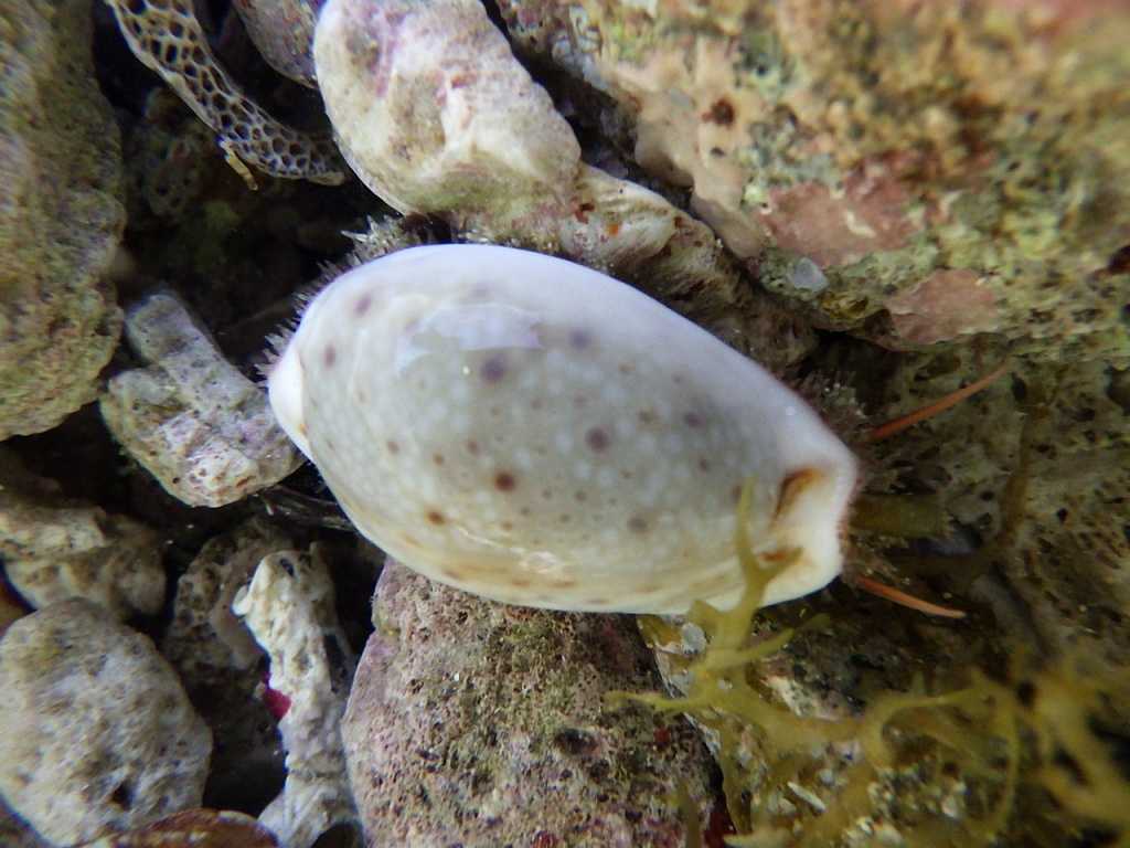 串本磯採集2023年8月上旬19　オミナエシダカラ（Cypraea boivinii）