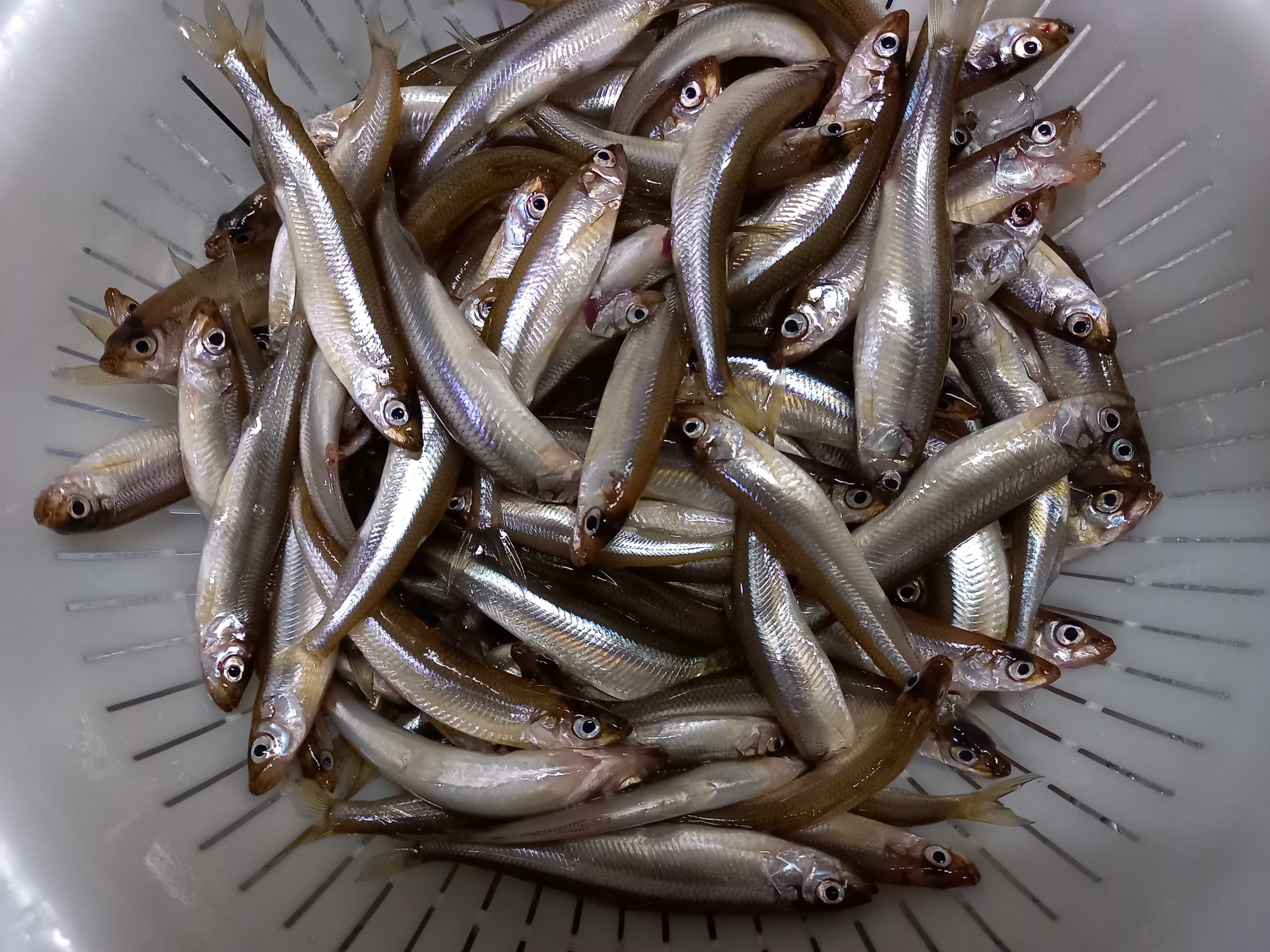 わかさぎ 釣り大好き ポンジ の釣行記 楽天ブログ