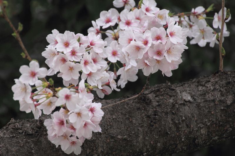Ｋ公園桜_007.jpg