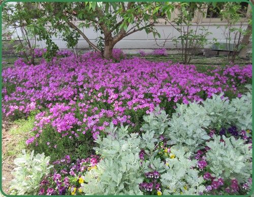 ツカシンの道祖神と芝桜 ガザニアの挿し木と増やし方 狭い庭を花いっぱいにする育て方 楽天ブログ