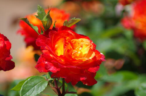 谷津バラ園のバラの花