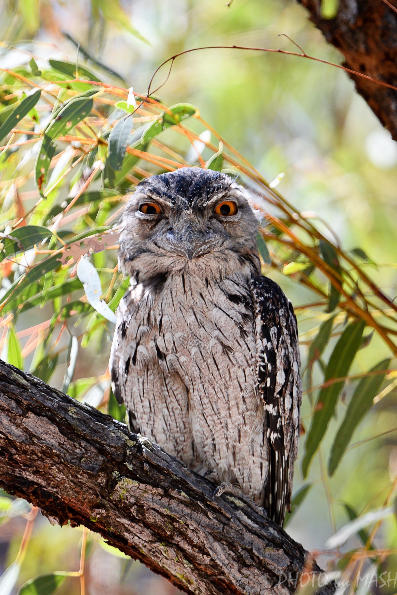 スペシャル ゲスト オーストラリア ケアンズ探鳥写真 2 Special Guest Photos Of Birding In Cairns Of Australia 2 鳥撮り夫婦の 野鳥 写真 ブログ 週末限定鳥見の世界 Bird Photo Blog By Birding Couple 楽天ブログ