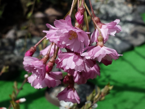 20150418_103507 (500x376).jpg