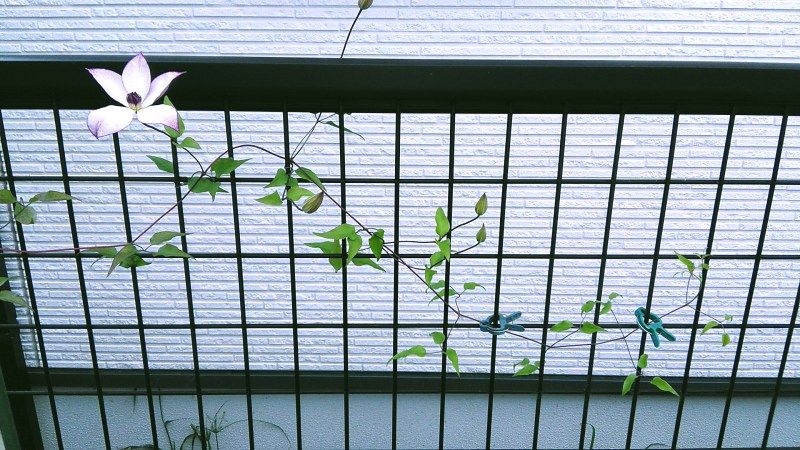 クレマチスフォンドメモリーズの開花と芝生のこと Miraiの庭 つれづれに 楽天ブログ