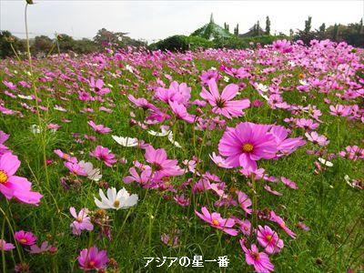 20160112 コスモス2