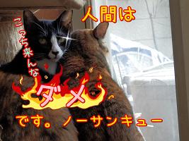 ノーサンキュー.JPG