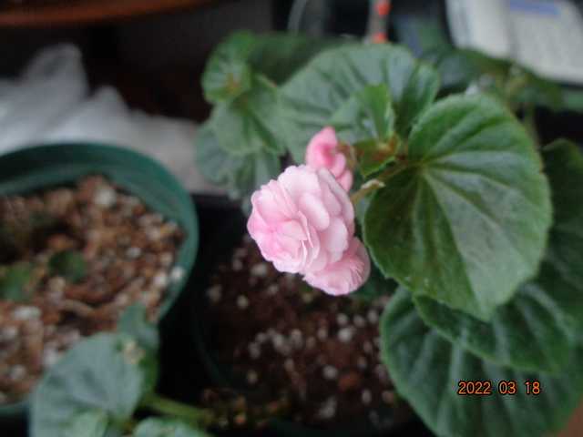 冬越した挿し芽苗とポット上げの苗 小さな花宇宙 そして それから 老いふたりの小宇宙 楽天ブログ