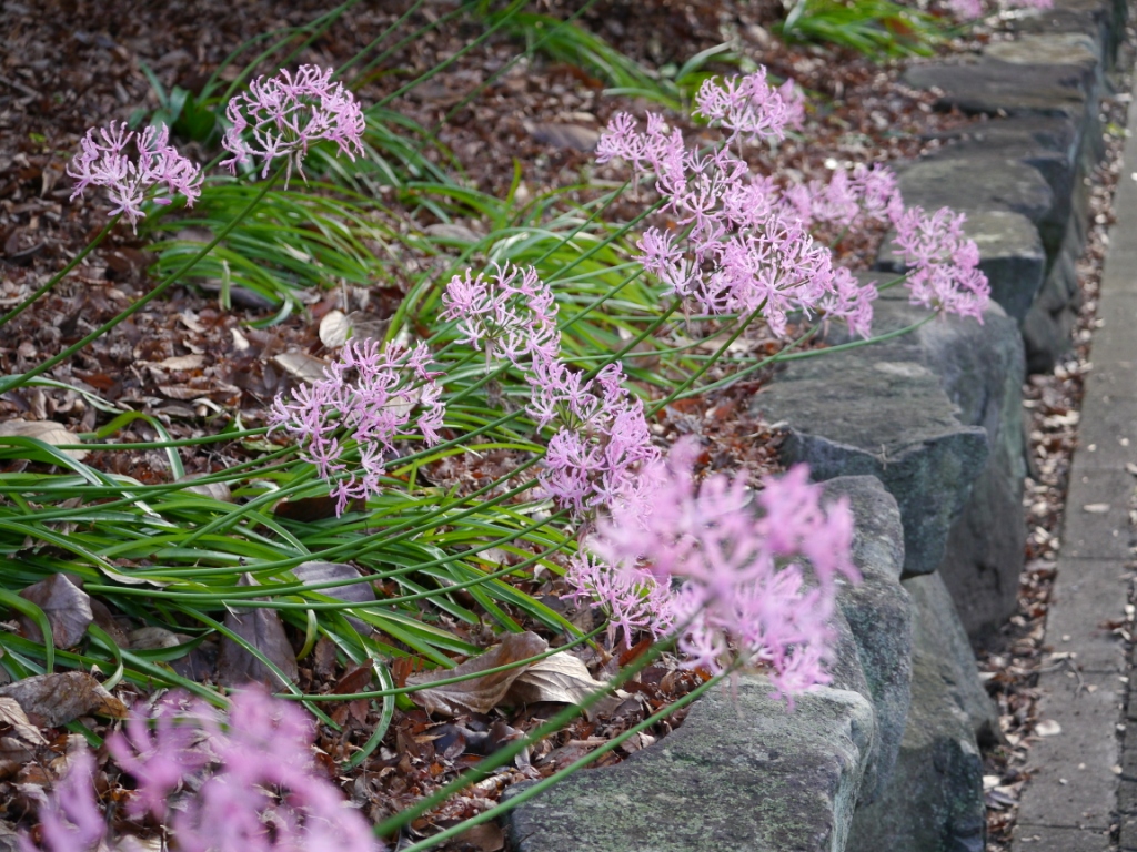 P1090373.JPG