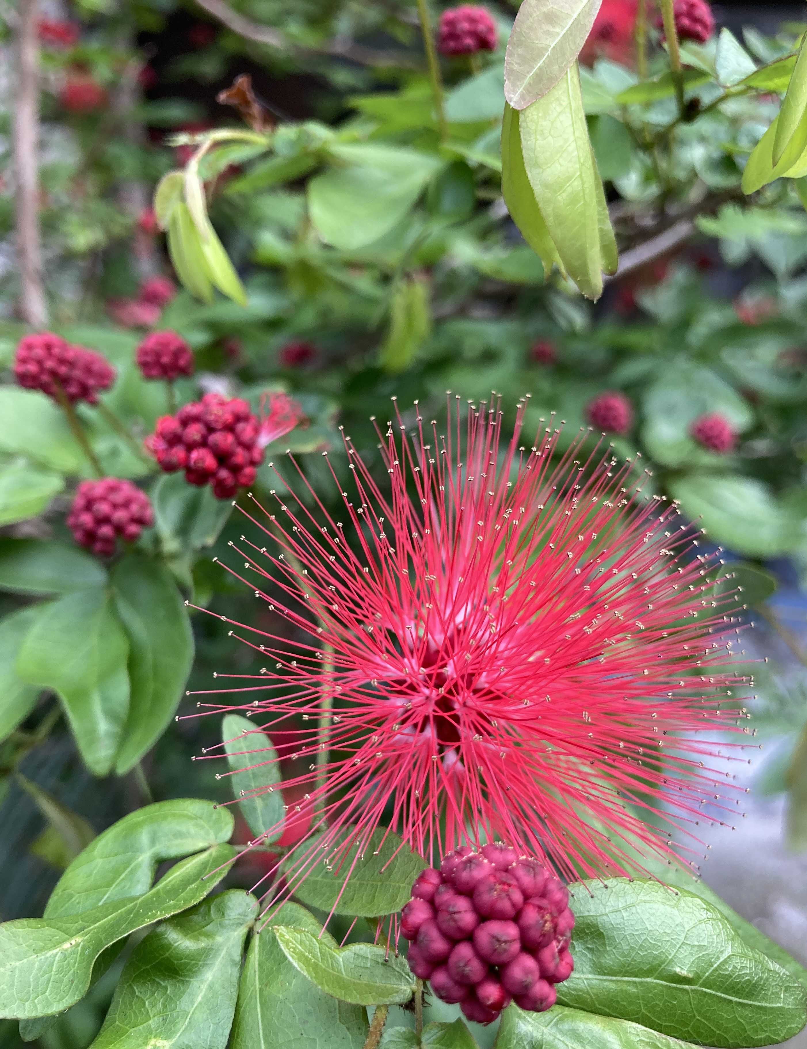 ふぉっと咲いてる台湾の花たち | みゃお暮らし - 楽天ブログ