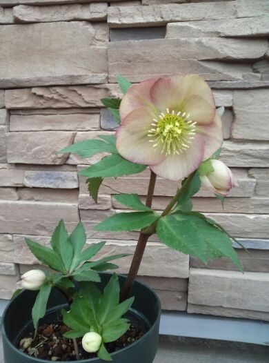 rblog-20140303172639-00.jpg