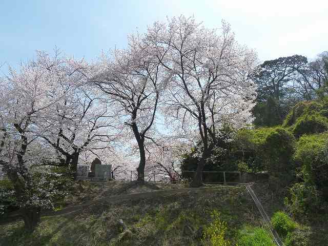 警固屋花見　平成25年春 12