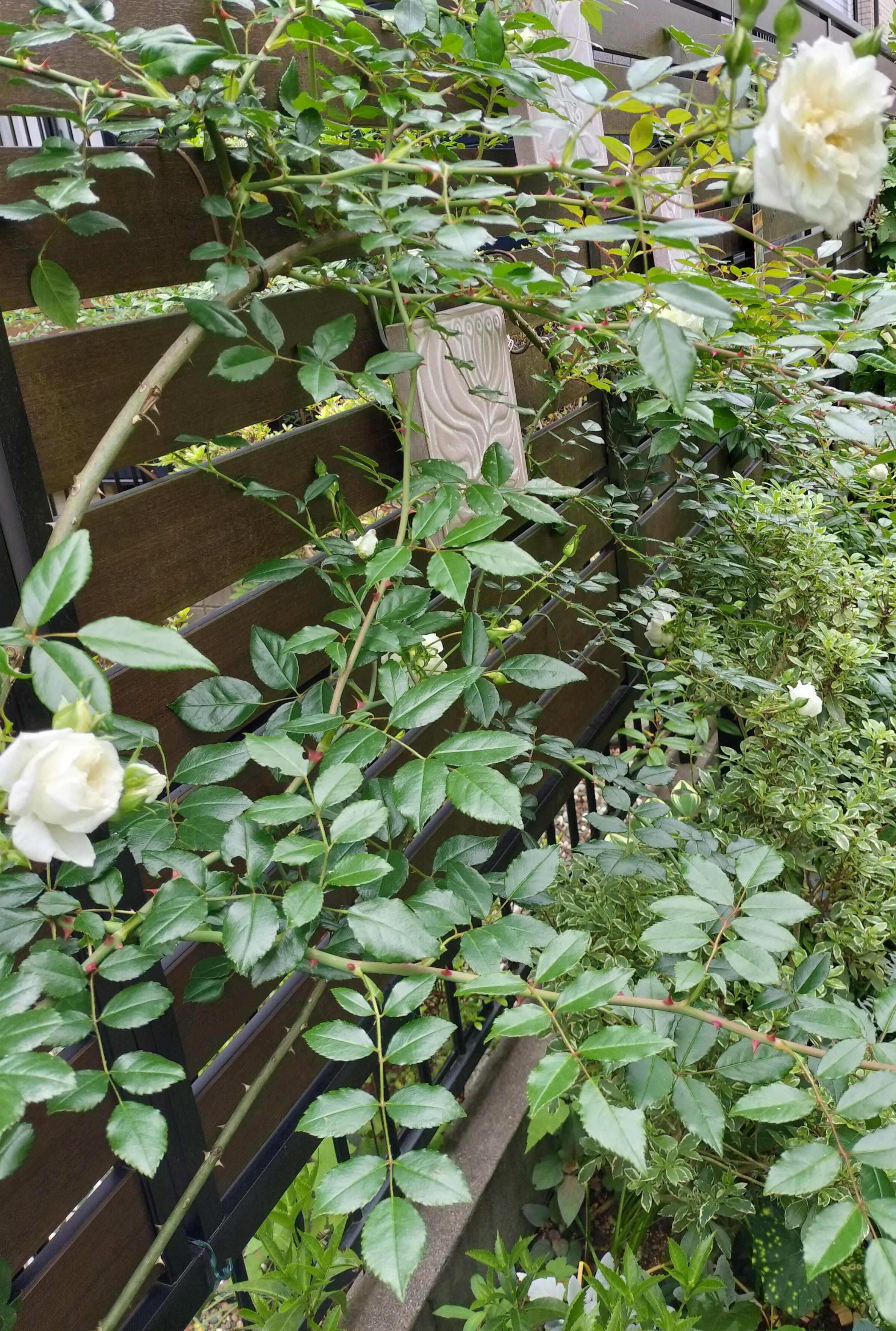 白花 今の時期に咲く白い花 | たねをまく日々 - 楽天ブログ