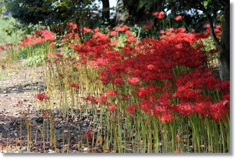 狐山古墳-2 ヒガンバナ-2 13.9.24